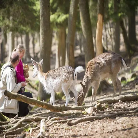 Comet Glamping Tent, Ardennes Апартаменты Signy-l'Abbaye
