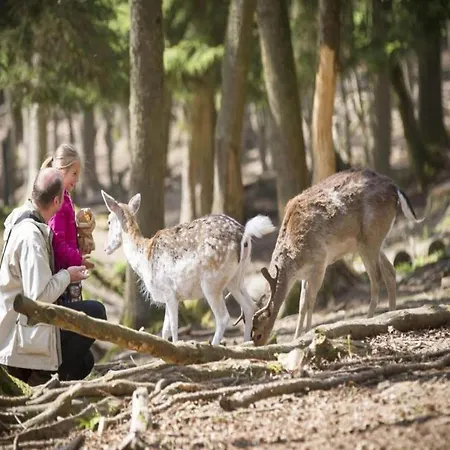 Апартаменты Comet Glamping Tent, Ardennes *