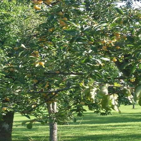 Апартаменты Comet Glamping Tent, Ardennes Signy-l'Abbaye